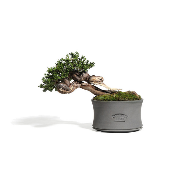 真柏　-Japanese Juniper-　（推定樹齢30年）